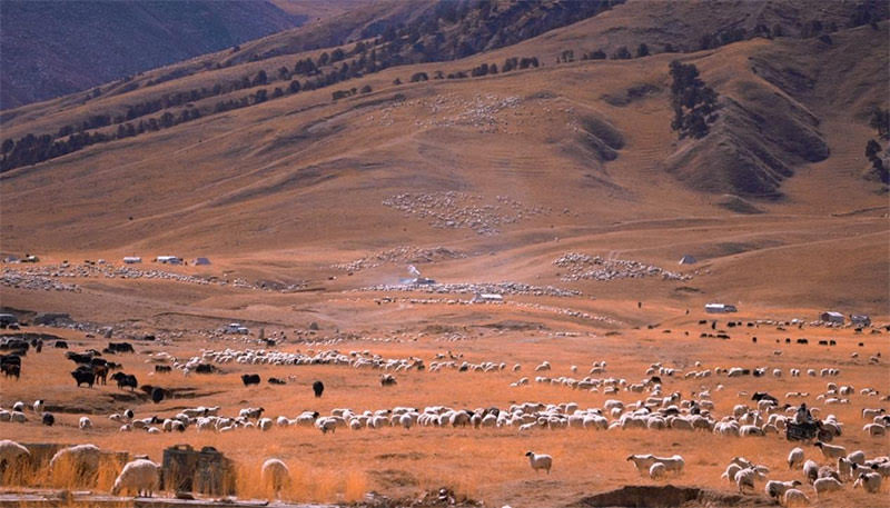New State Mandates Drive Record Numbers of Nomadic Livestock Toward Industrial Slaughter